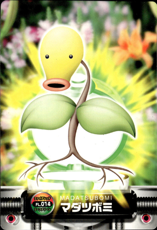 マダツボミ